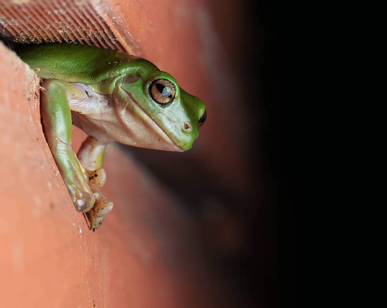 Decription of what is shown in the photo