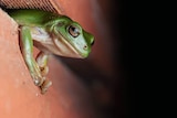 A green tree frog emerging from a gap in a window sill. 