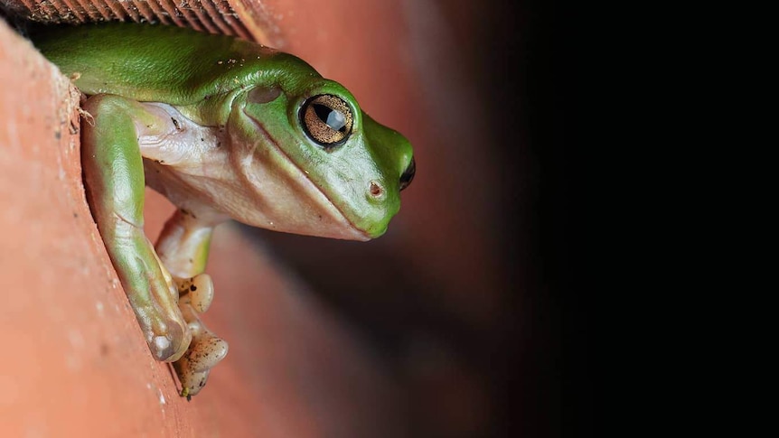 A green tree frog emerging from a gap in a window sill. 