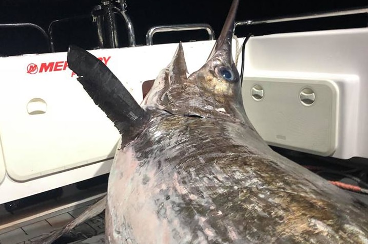 Huge swordfish caught at Mallacoota
