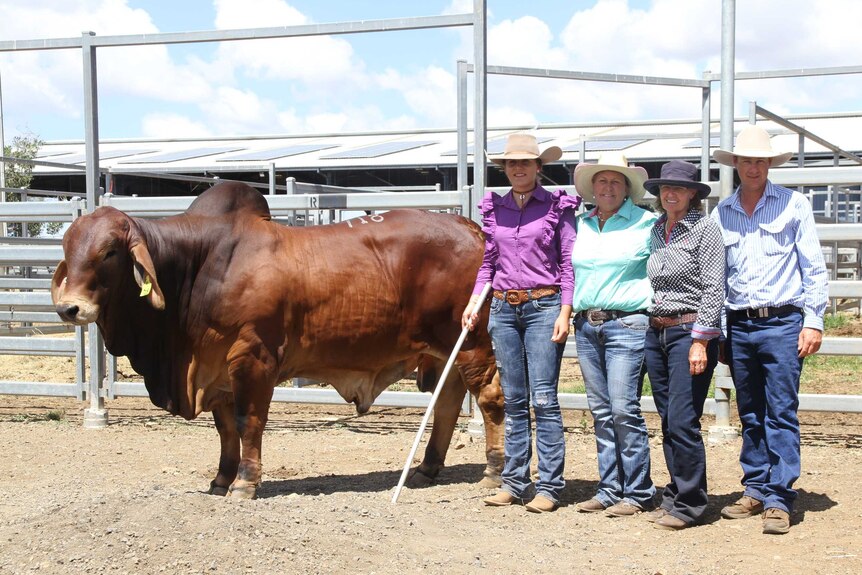 The top priced red brahman bull Palmvale Odyssey with Remy and Beth Streeter and Manny and Scott Sorely