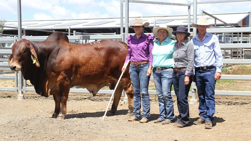 The top priced red brahman bul lPalmvale Odyssey with Remy and Beth Streeter and Manny and Scott Sorely