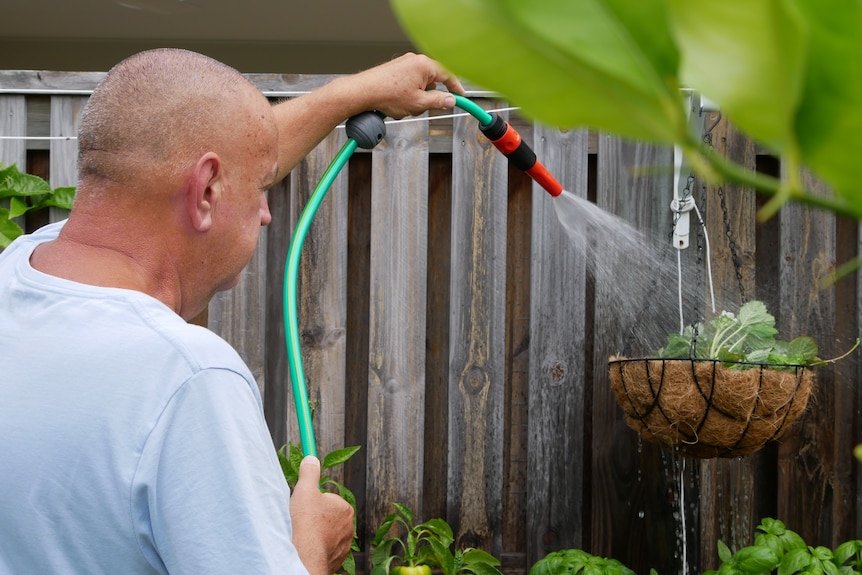 A man in a blue shirt waters plants in a garden bed against a fence.