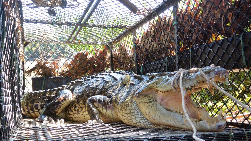 A crocodile in a trap
