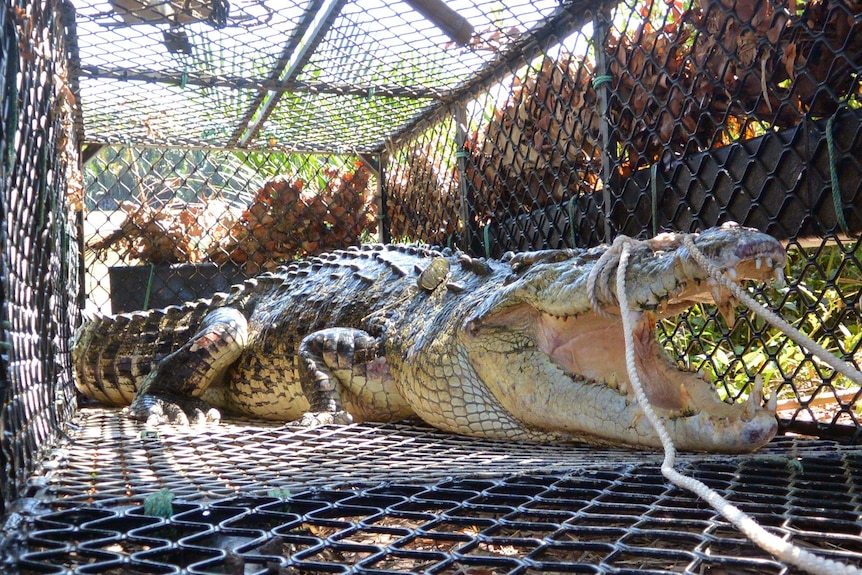 A crocodile in a trap