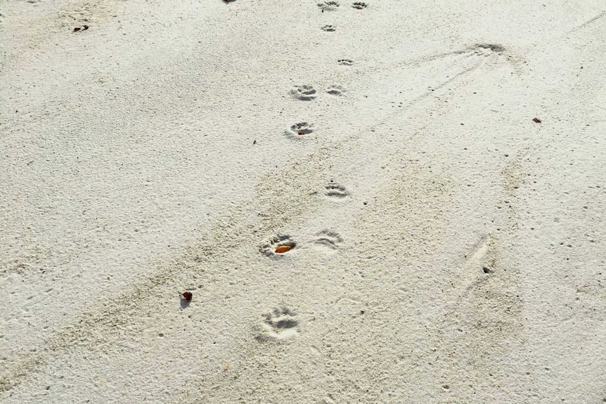 Devil footprints on Bay of Fires beach