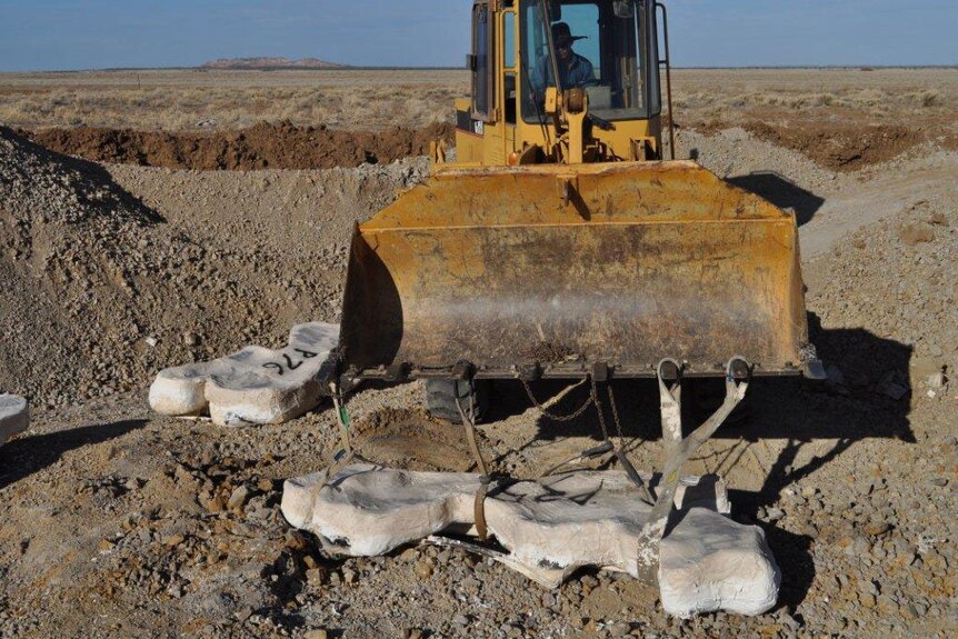 A large plaster jacket containing ribs and limb bones is lifted from a pit at Winton