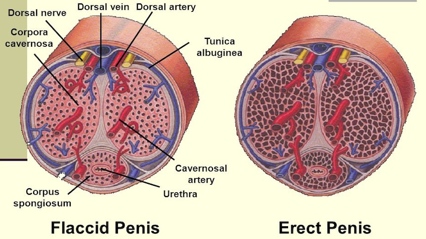 Up Curved Erect Cock - Is a curved penis normal? - triple j