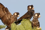 Carnaby's Black Cockatoos nesting in Western Australia.