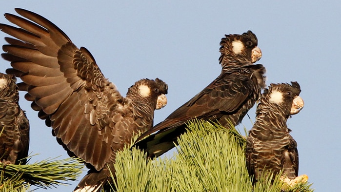Carnaby's Black Cockatoos nesting in Western Australia.