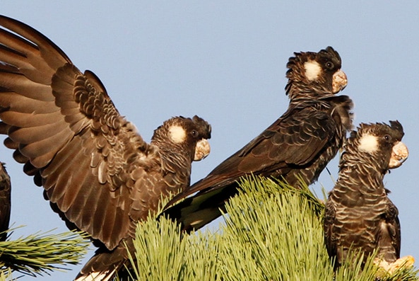 Carnaby's Black Cockatoos nesting in Western Australia.