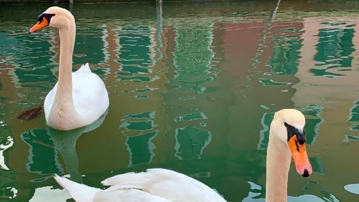 swans in water