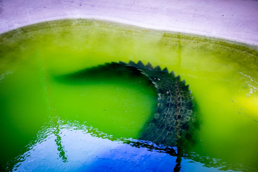 The tail of a big crocodile in a green pond. 