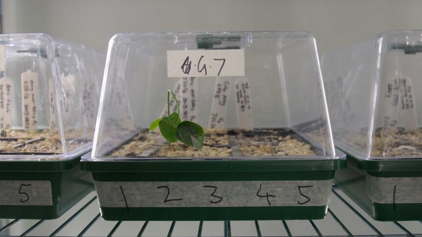 A plant being grown inside an incubator