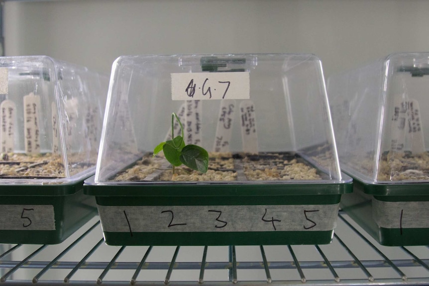 A plant being grown inside an incubator