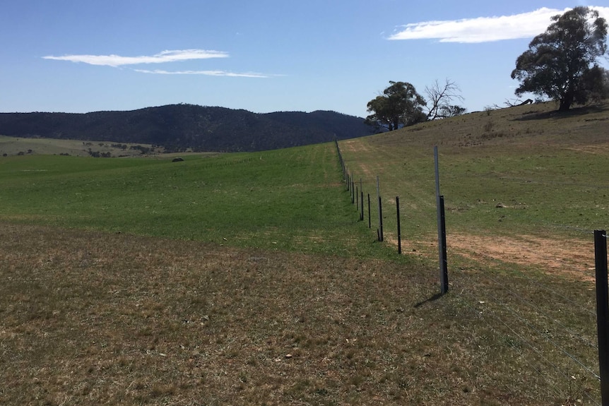 A paddock with dry grass in the foreground and green grass in the background, with a fence on the right-hand side.