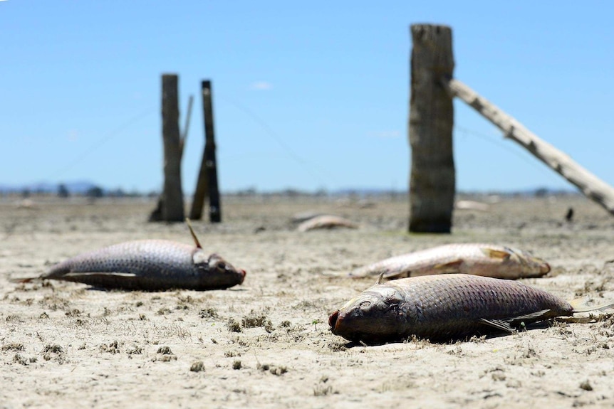 Dead carp at Lake Cowal in NSW