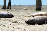 Dead carp at Lake Cowal in NSW