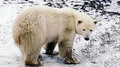 A polar bear waits for the water to freeze