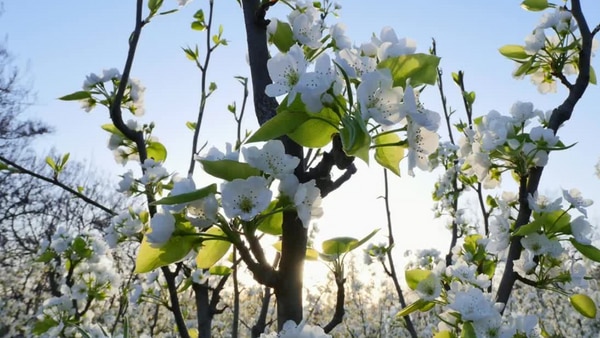 white flowers blooming from tree branches