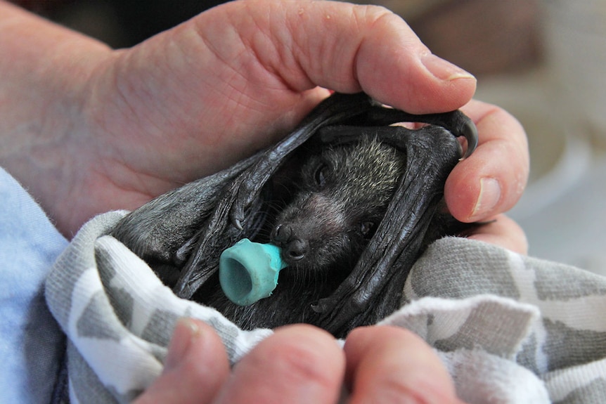 Baby bat with dummy