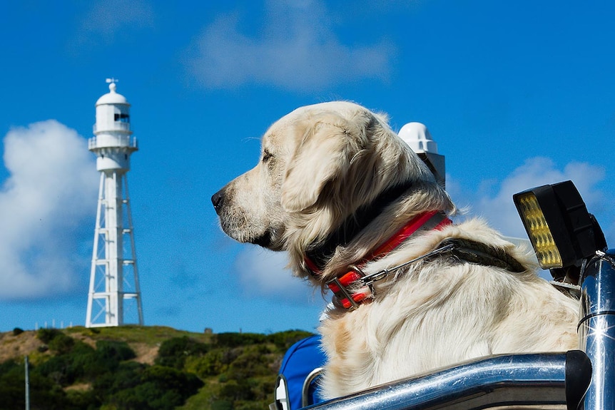 Paul Jordan's dog, Bonnie