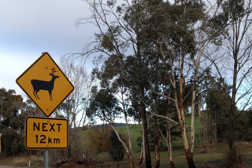 A sign on the side of the road indicates deer are ahead
