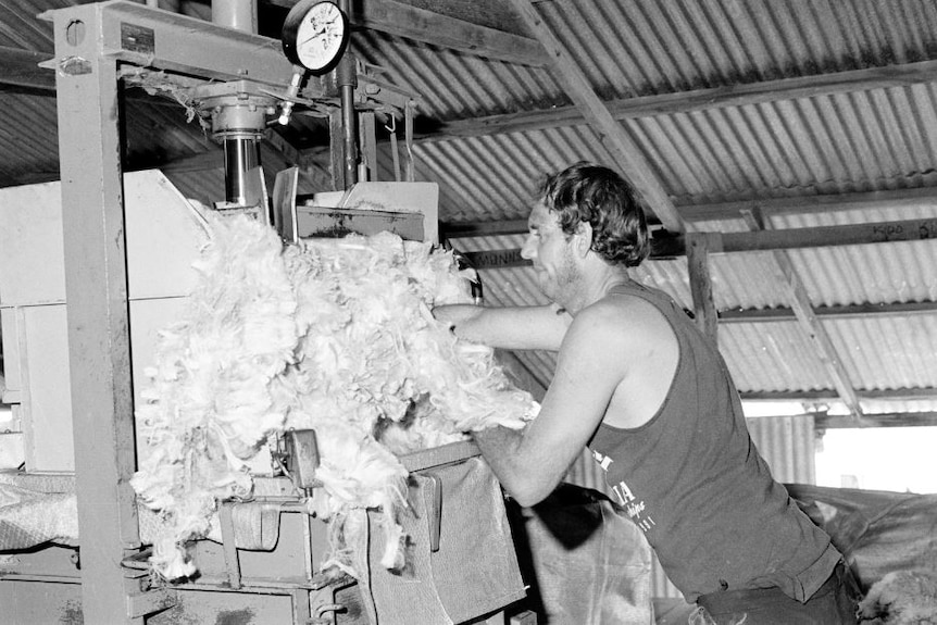 A roustabout loads wool into a wool press at Dunraven Station in 1991