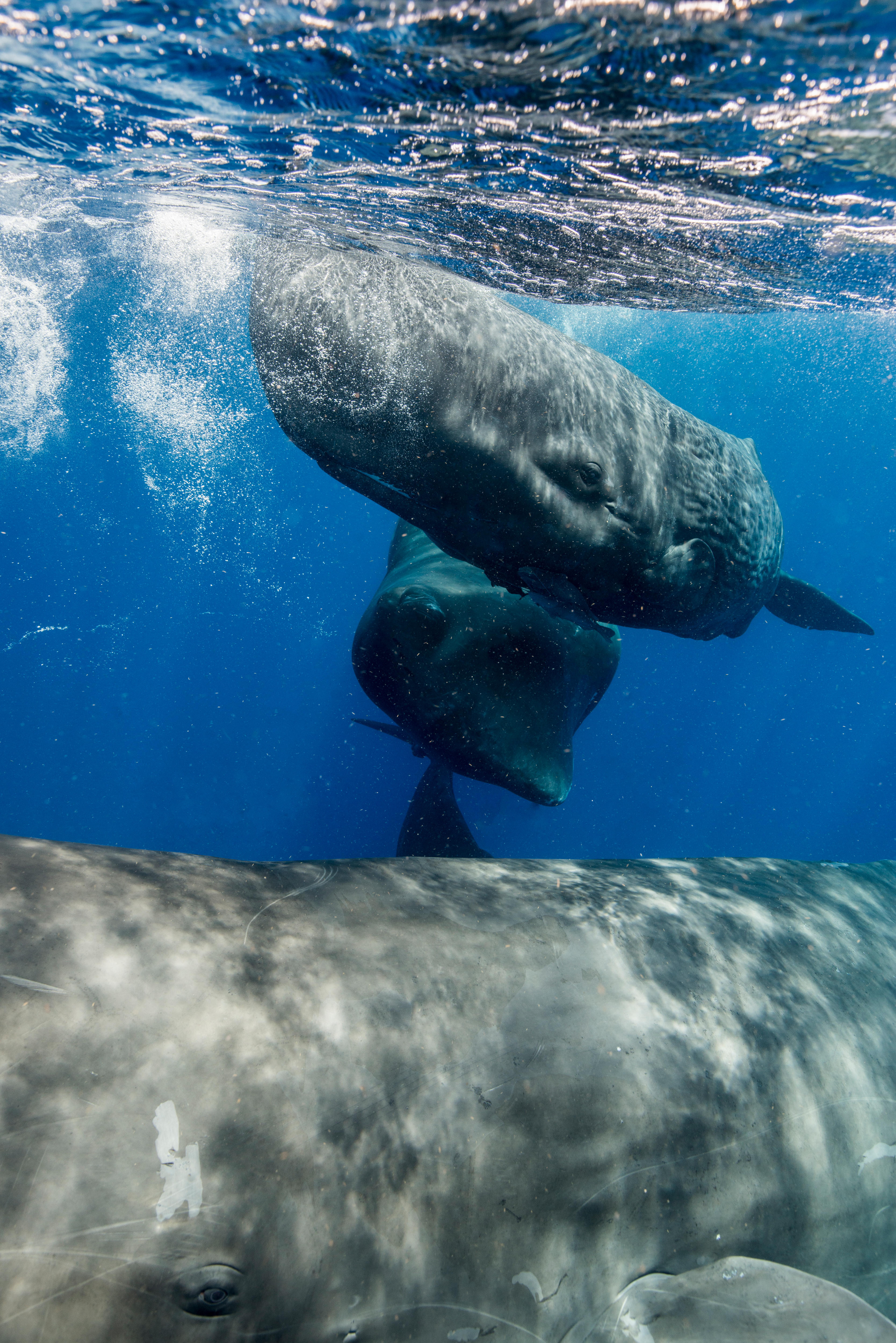 Can AI help us talk to whales?