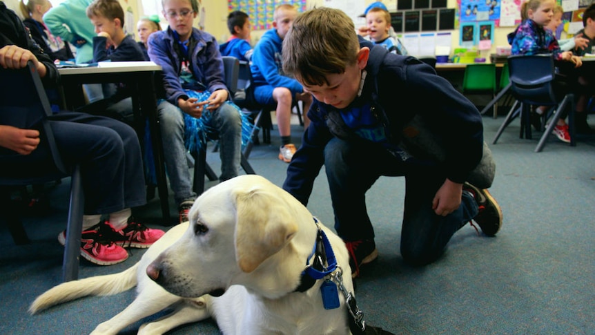 A young boy crouches down to pet Ajax, the therapy dog.