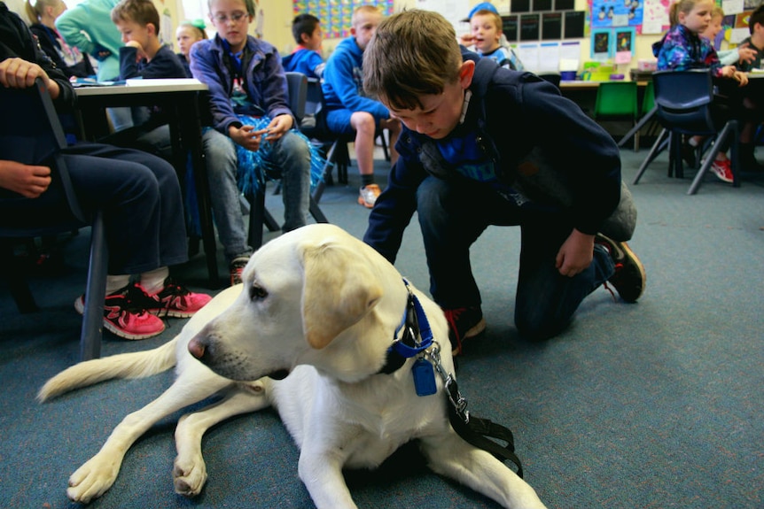 A young boy crouches down to pet Ajax, the therapy dog.