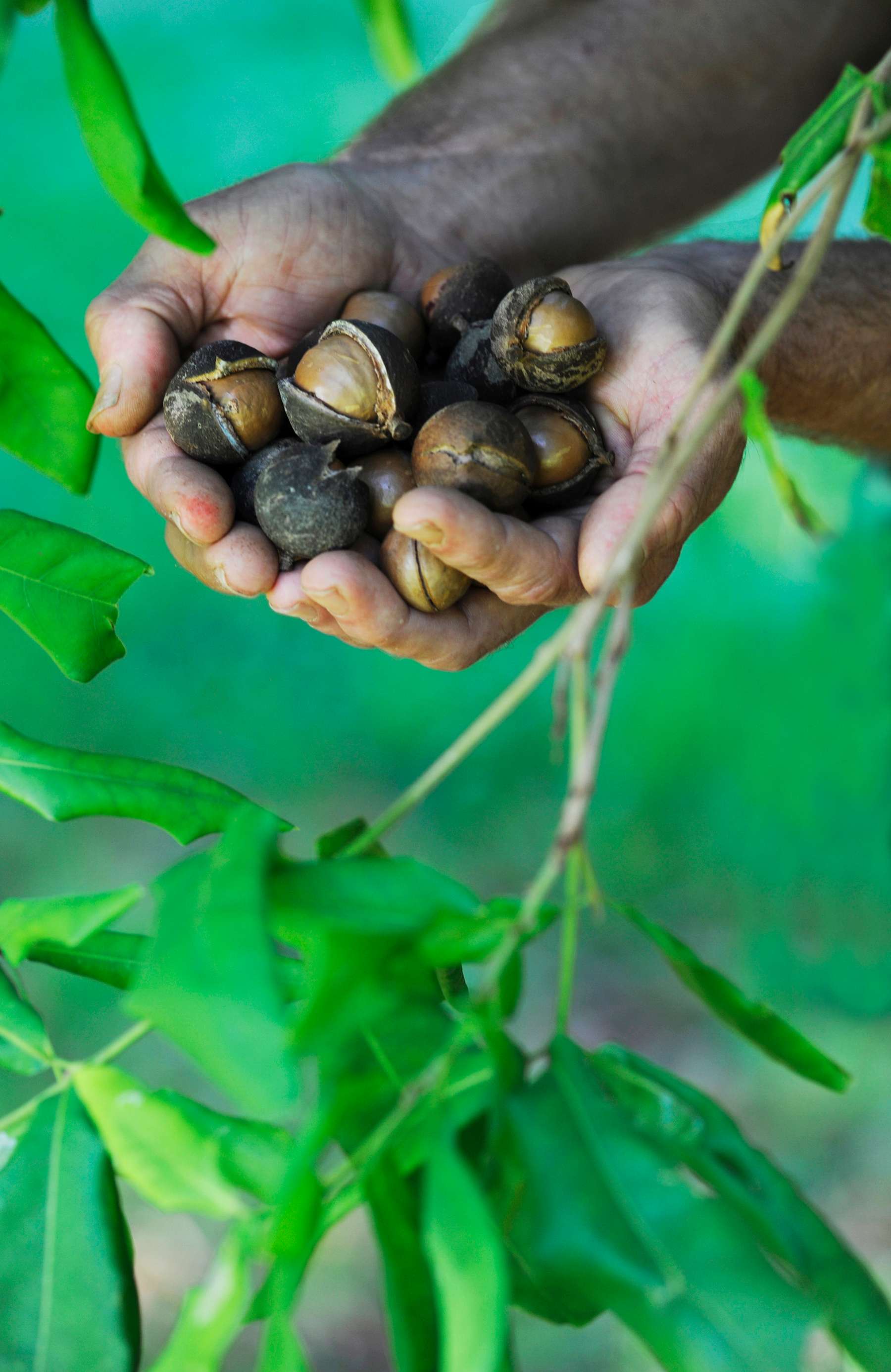Macadamia tree shaking replaces fungicides in eliminating spread of