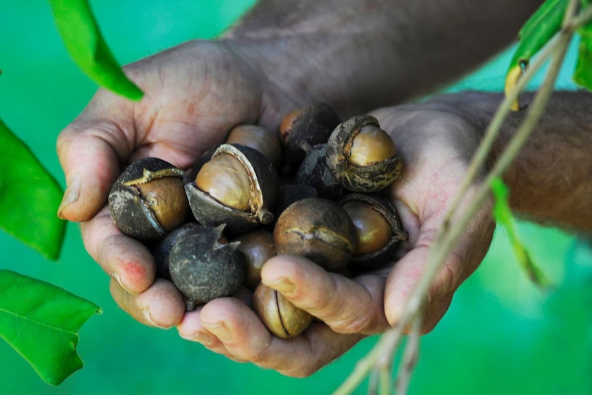 handful of macadamia nuts still with husk