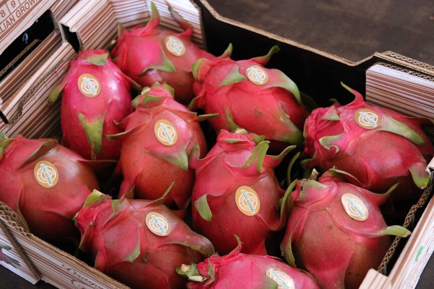 A box of dragon fruit with stickers.