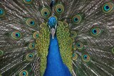A close-up of a peacock with its feathers extended.