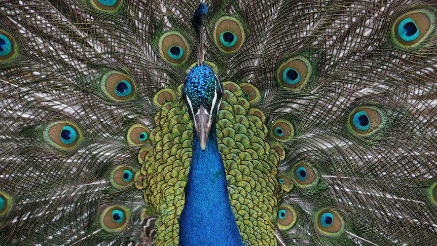 A close-up of a peacock with its feathers extended.