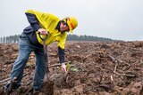 A man in high vis planting a small tree in mud 