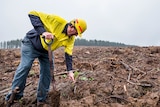 A man in high vis planting a small tree in mud 