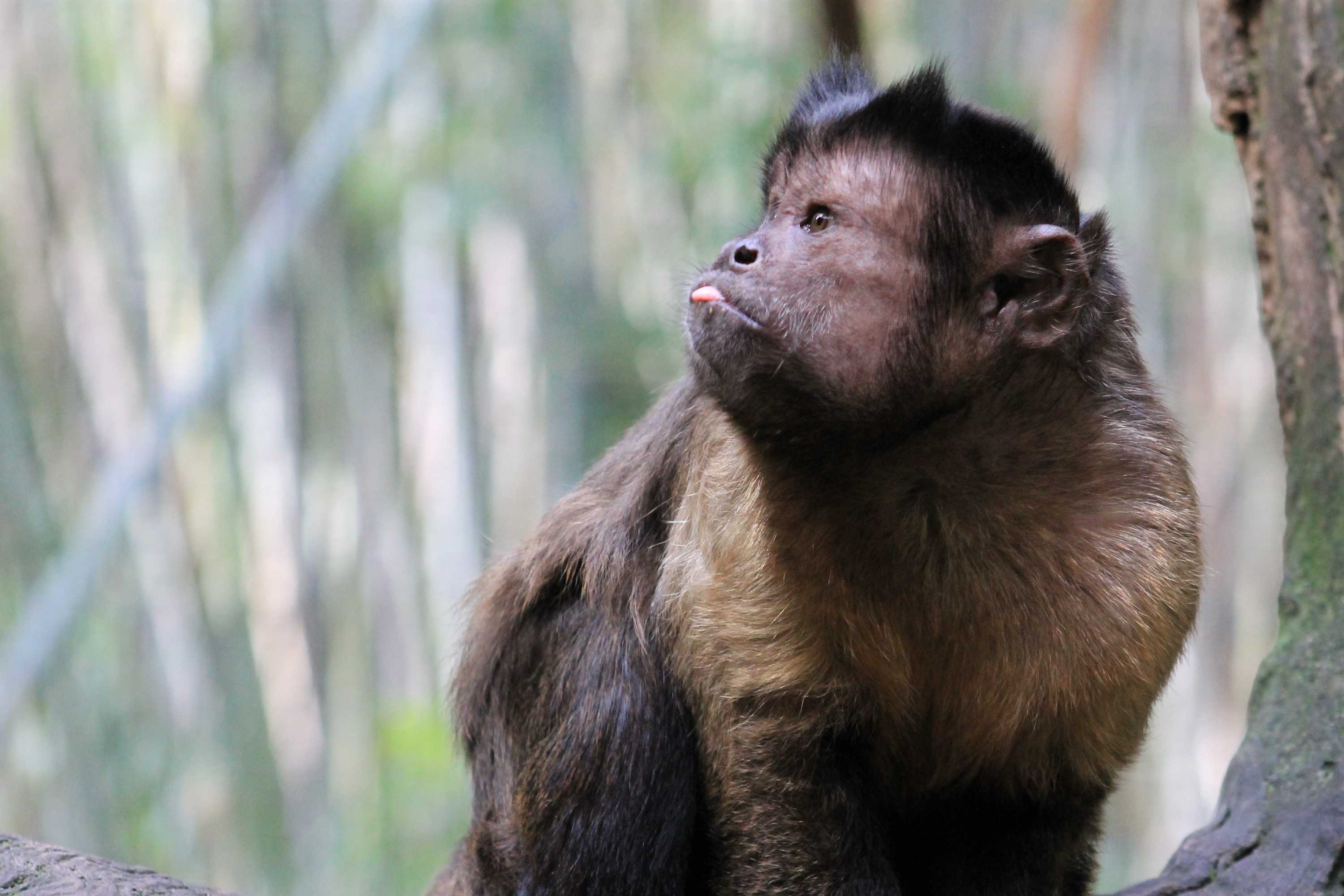The effects of visitors on animals in zoos ABC Radio National