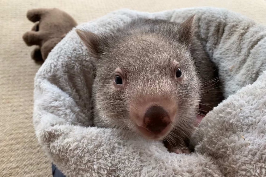 A wombat joey wrapped in a blanket