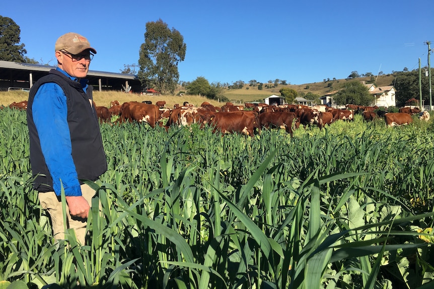 A farmer wearing a cap, blue shirt and vest stands in thigh deep crops with his dairy cows behind him.