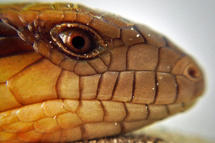 The lizard population at the Belconnen Police Station has swelled from eight to 18.