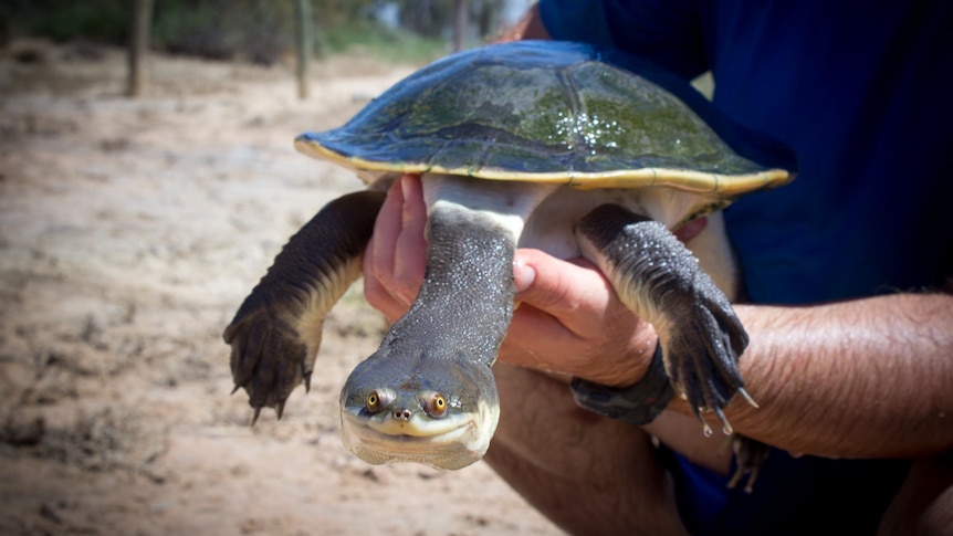 A rare broad shelled female turtle caught at Lake Bonney as part of a catch and release program to monitor turtle numbers.
