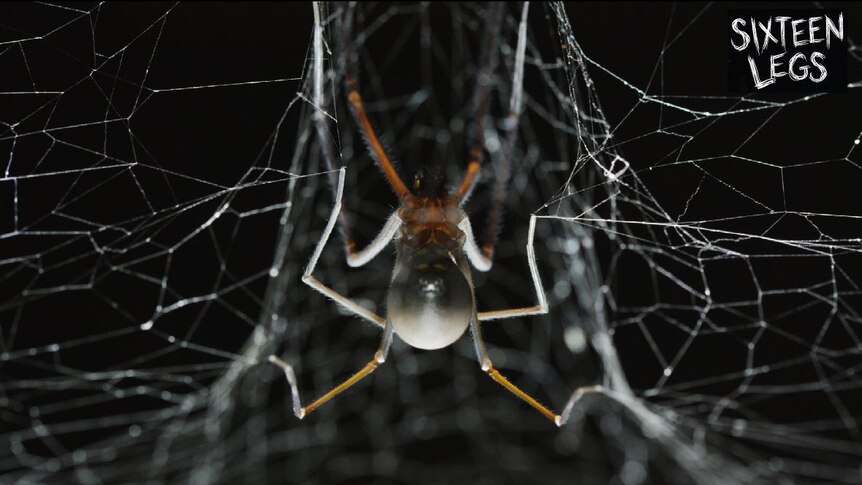 Female spider in web