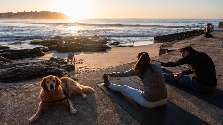 a man and a woman doing stretches at sydney's bondi beach as a dog sits nearby