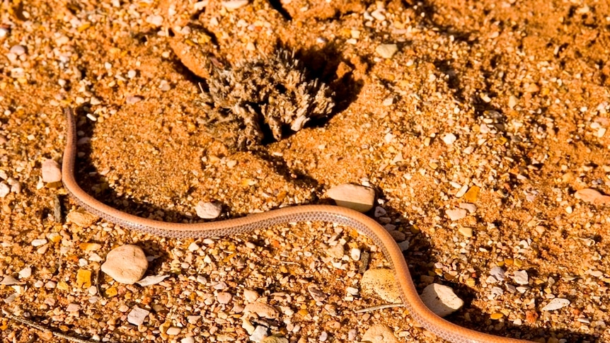 Legless lizards make revised threatened species list