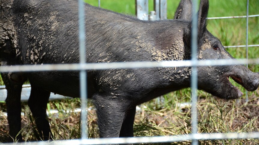 CQ Feral pest controller Steve Andrews is part of a project to reduce feral pig numbers around Brightly, near Mackay.