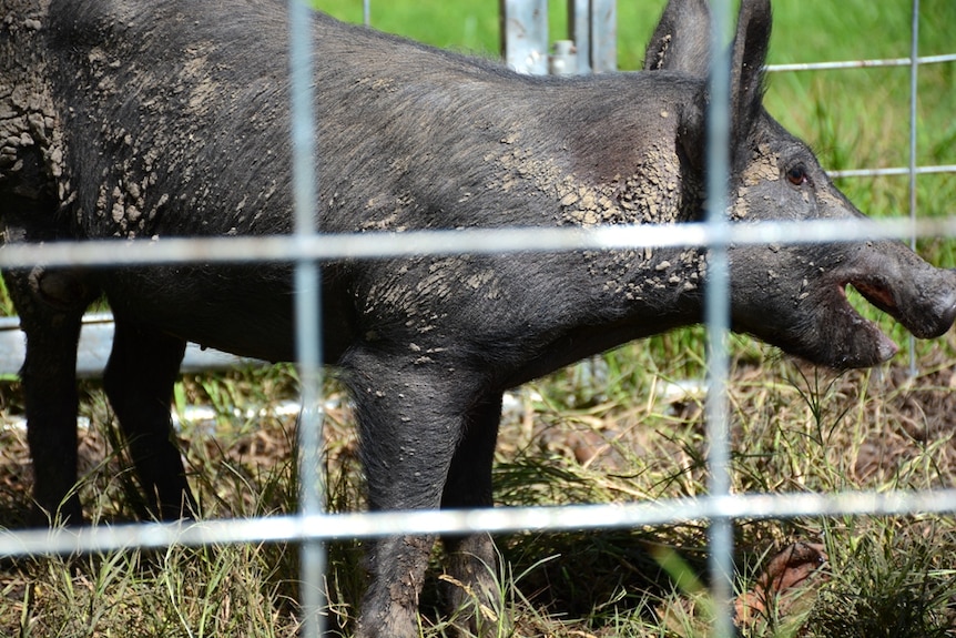 A black pig behind the fence of a trap.