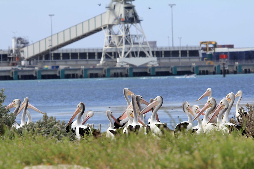 Australian Pelican colony at Outer Harbour near Port Adelaide.