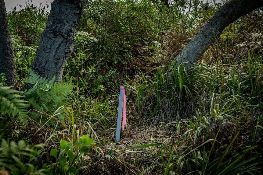 Prime beachfront land with a small wooden pole in the ground